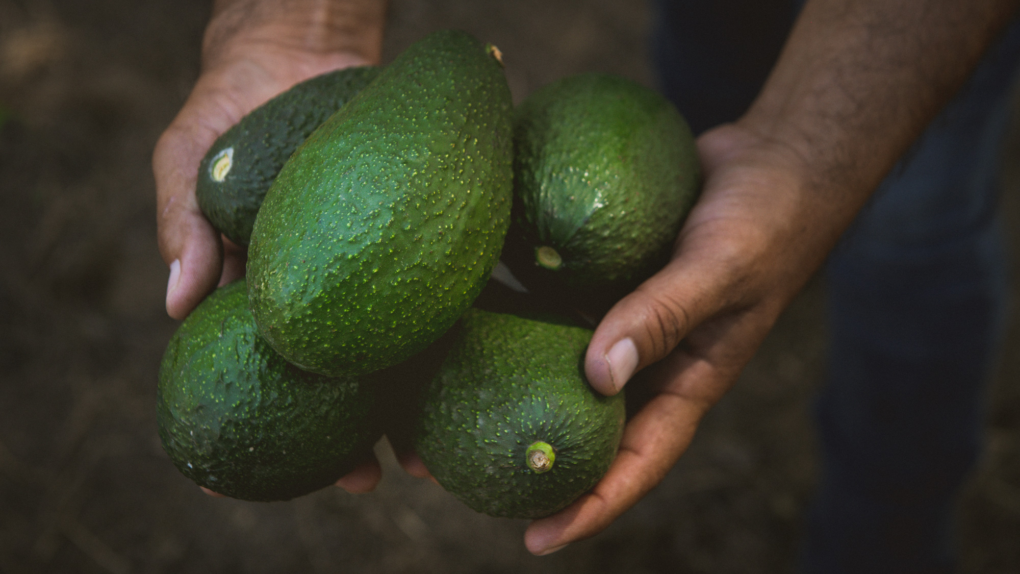AVOCADO-HANDS AVOCADO HANDS