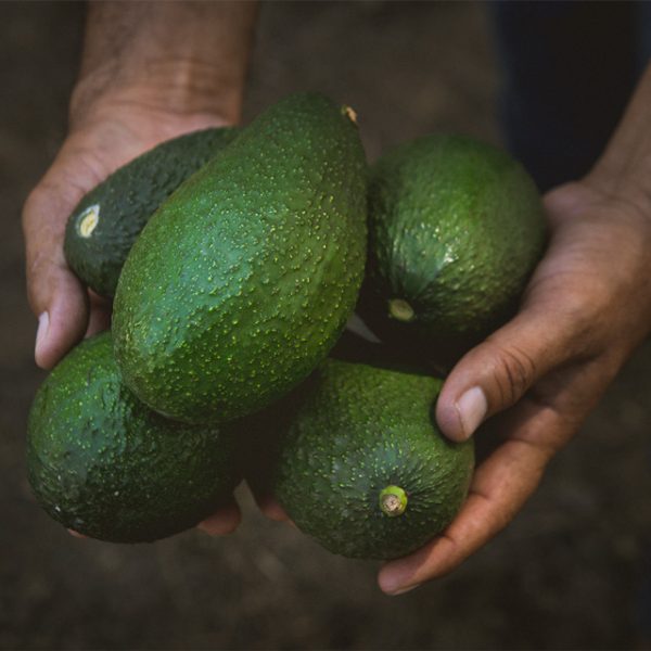 FAMILY-AVOVALLEY FAMILY-AVOVALLEY